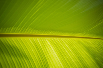 green leaves natural background wallpaper, texture of leaf, leaves with space for text 