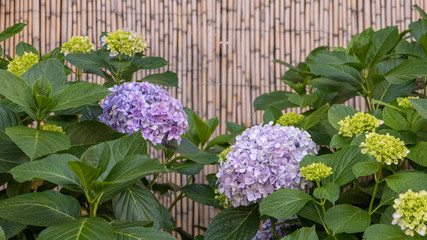 hydrangea bush with blossom in the garden