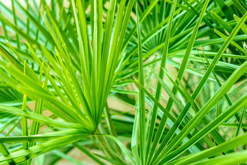 Obraz na płótnie Canvas green palm leafs