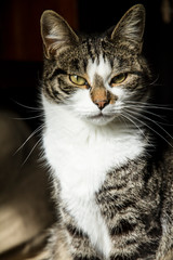 Obraz premium Loving cat stands proudly posing in front of the lens with an almost defiant look