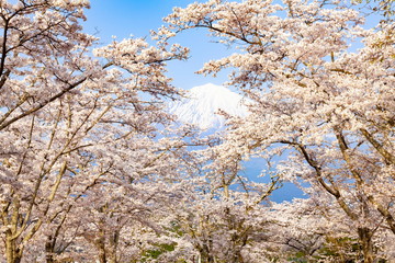 富士山と満開の桜、静岡県富士宮市大石寺にて