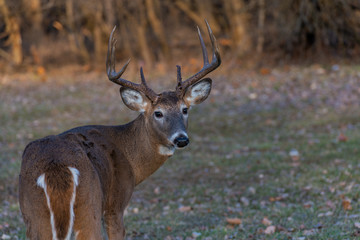 Red deer in the forest