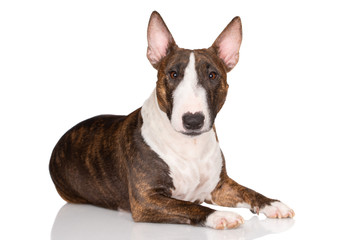 miniature bull terrier dog lying down on white background