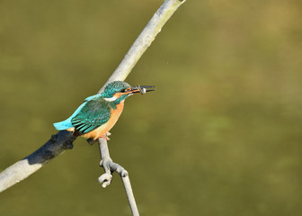 カワセミの食事