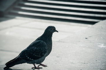 Obraz premium Pigeon