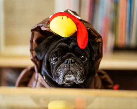 pug in turkey costume