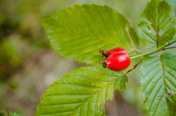 Red rosehip, Fructus cynosbati suitable for vitamin tea