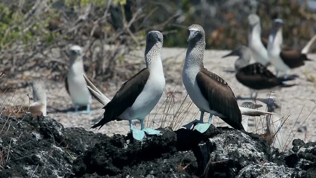 Blue footed Booby bird on Galapagos Islands