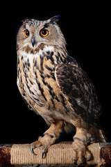 Naklejka premium owl nature wild face black look eyes wildlife hunter bird