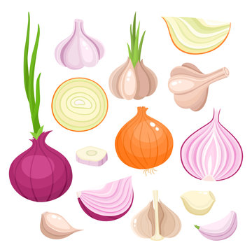 Bright vector illustration of onion, garlic isolated on white