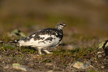 Rock ptarmigan in the scandinavian fell