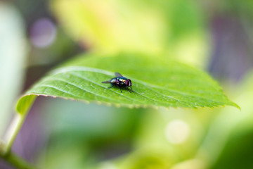 Fototapeta premium Flora tipica della Liguria (Parco del Beigua)