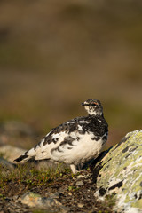 Rock ptarmigan in the scandinavian fell