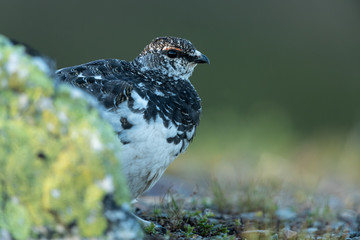 Rock ptarmigan in the scandinavian fell