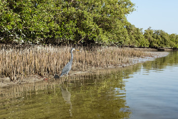 Western Reef Heron in Mangrove National Park, UAE