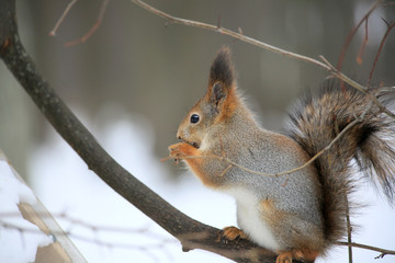 Squirrel in the forest sitting on a tree