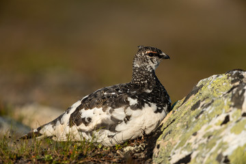 Rock ptarmigan in the scandinavian fell