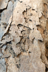 The wood surface damaged by termite.