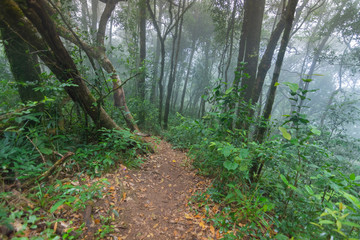 Obraz premium dirt walkway in tropical rainforest plants at mon jong international park Chaingmai, Thailand