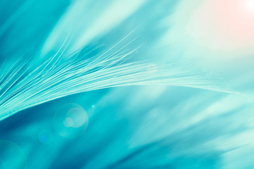 Bohemian boho style green turquoise vintage color trends chicken feather texture background