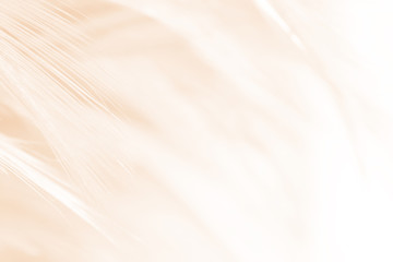 Obraz premium yellow vintage color trends feather texture background