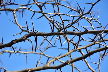  Acacia de tres espinas en invierno