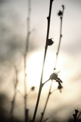 Silhouette of branches of a plant in late evening in the autumn