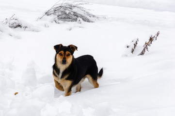 Dog in the village in winter