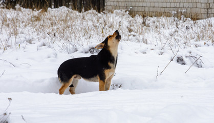 Dog in the village in winter