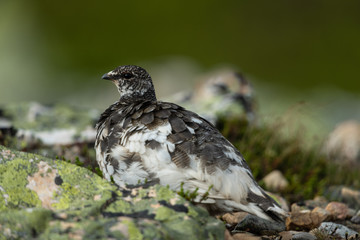 Rock ptarmigan in the scandinavian fell