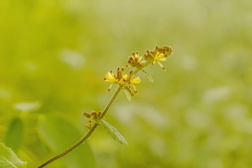a little yellow grass flower blooming in nature spring nature wallpaper background
