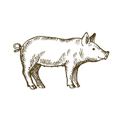 Hand drawn pig. Sketch, vector illustration. 