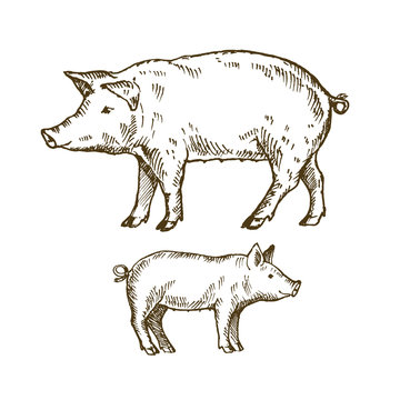 Hand drawn pig. Sketch, vector illustration. 