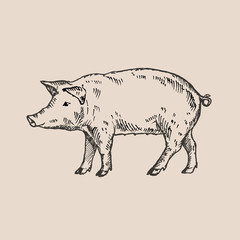 Hand drawn pig. Sketch, vector illustration. 