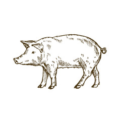 Hand drawn pig. Sketch, vector illustration. 
