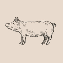 Hand drawn pig. Sketch, vector illustration. 