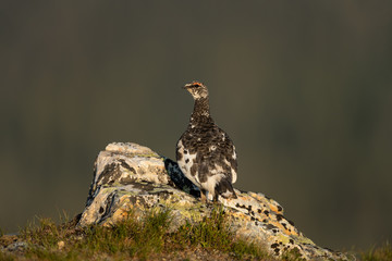 Rock ptarmigan in the scandinavian fell