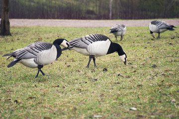 barnacle goose, Family Anatidae (Branta leucopsis) on a green meadow