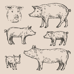 Hand drawn set of pigs. Sketch, vector illustration.