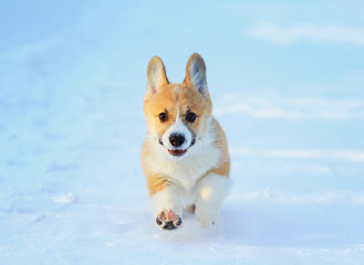 chubby red Corgi puppy is having fun in the white snow in the winter Park for a walk