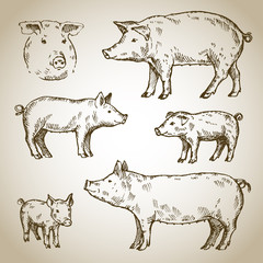 Hand drawn set of pigs. Sketch, vector illustration.