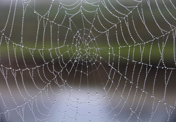 Spider web with drops of water