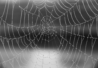 Fototapeta premium Spider web with drops of water