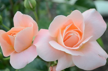 pink rose on green background