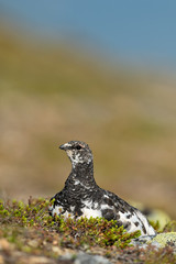 Rock ptarmigan in the scandinavian fell