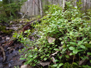 Green leaves of blueberries grow in the forest