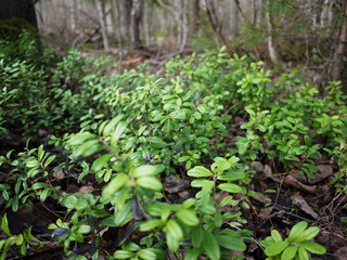 Green leaves of blueberries grow in the forest