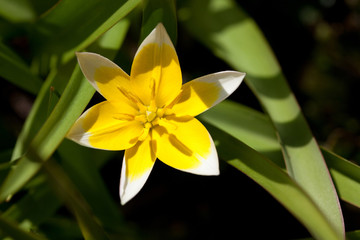 Tulipa turkestanica (Turkestan tulip)