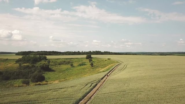 a young hapy woman runs across the field with her dog at noon, top view.Aerial view of field.