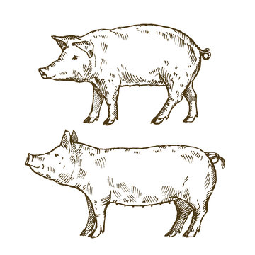 Hand drawn set of pigs. Sketch, vector illustration.